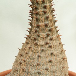 Baron's pachypodium - Seeds