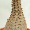 Baron's pachypodium - Seeds