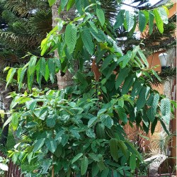 Borneo ironwood - Seeds