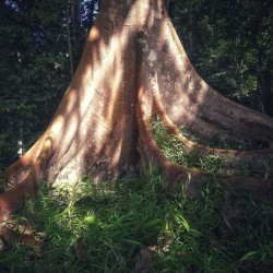 Borneo ironwood - Seeds