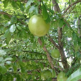 Calabash tree - Seeds