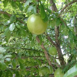 Calabash tree - Seeds