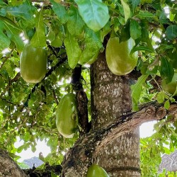 Calabash tree - Seeds