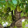 Calabash tree - Seeds
