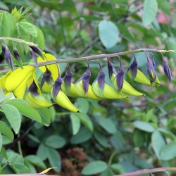 Canary Bird Bush - Seeds