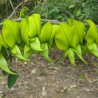 Canary Bird Bush - Seeds
