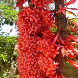 Ixora margaretae - Seeds