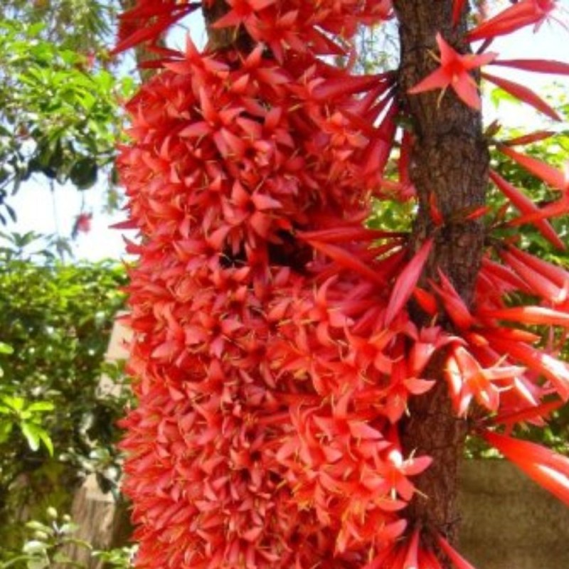 Ixora margaretae - Seeds