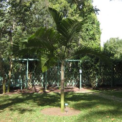 Bottle palm of Reunion - Seeds