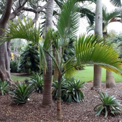 Bottle palm of Reunion - Seeds