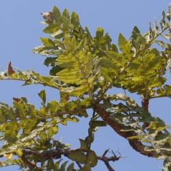 Indian frankincense tree - Seeds