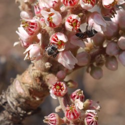 Indian frankincense tree - Seeds