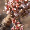 Indian frankincense tree - Seeds