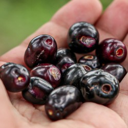 Java plum - Seeds