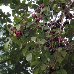 Java plum - Seeds