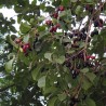 Java plum - Seeds