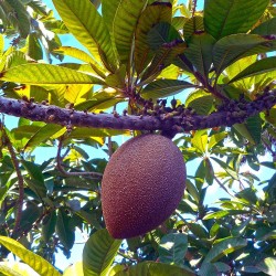 Mamey - Seeds