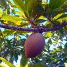 Mamey - Seeds