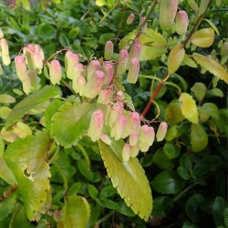Kalanchoe pinnata - Seeds