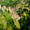 Kalanchoe pinnata - Seeds