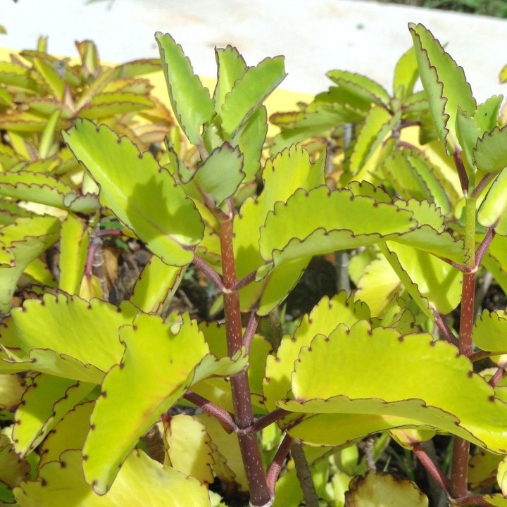 Kalanchoe pinnata - Seeds