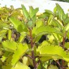 Kalanchoe pinnata - Seeds