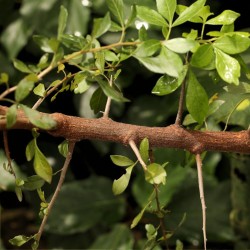 Myrrh tree - Seeds