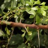 Myrrh tree - Seeds