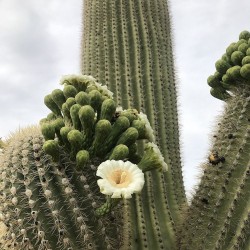 Saguaro cactus - Seeds