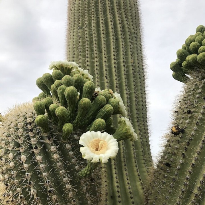 Saguaro cactus - Seeds