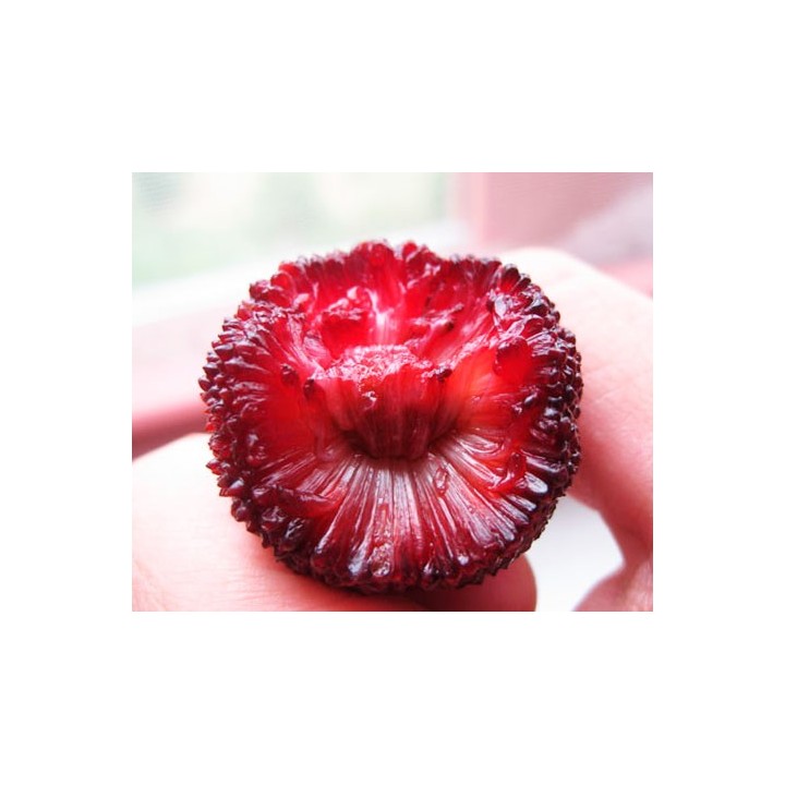 Myrica Rubra - 3 seeds