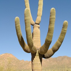 Saguaro cactus - Seeds