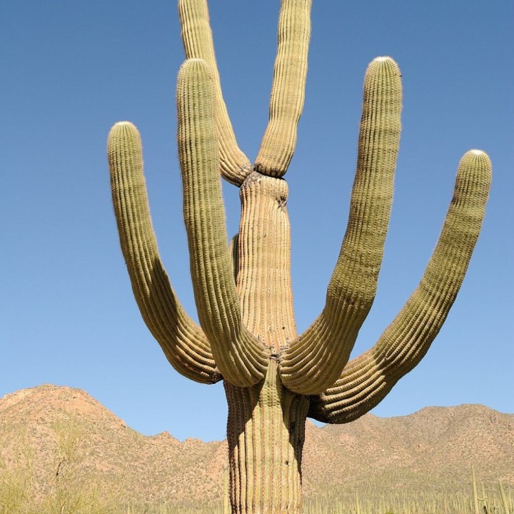 Saguaro cactus - Seeds