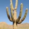 Saguaro cactus - Seeds