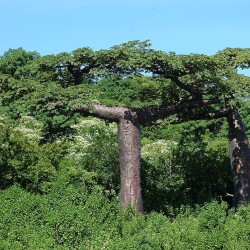 Suarez Baobab - Seeds