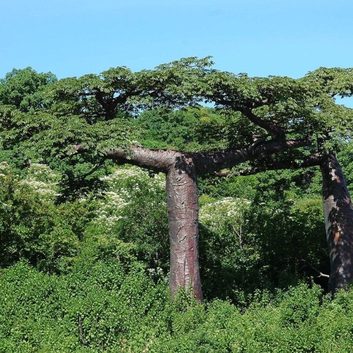 Suarez Baobab - Seeds