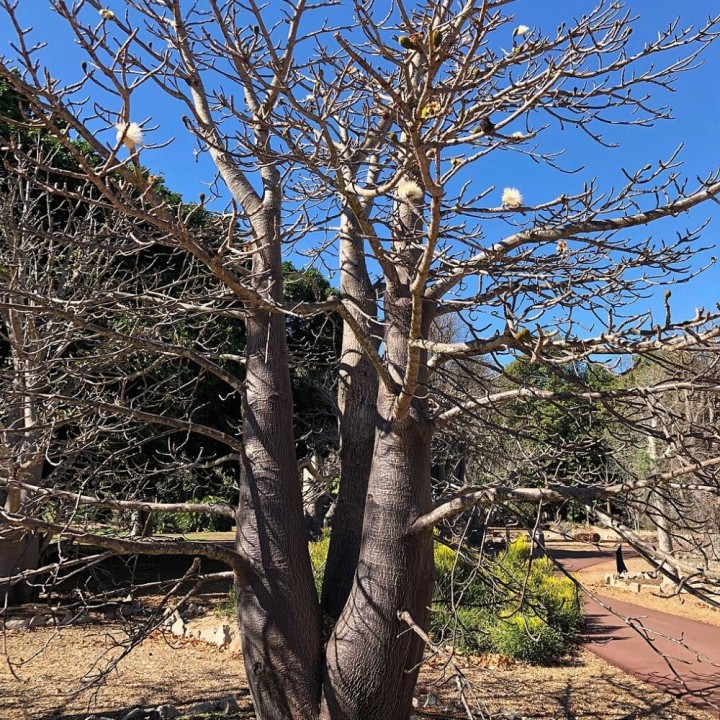Suarez Baobab - Seeds