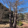 Suarez Baobab - Seeds