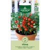 Tomato Vilma - Seeds