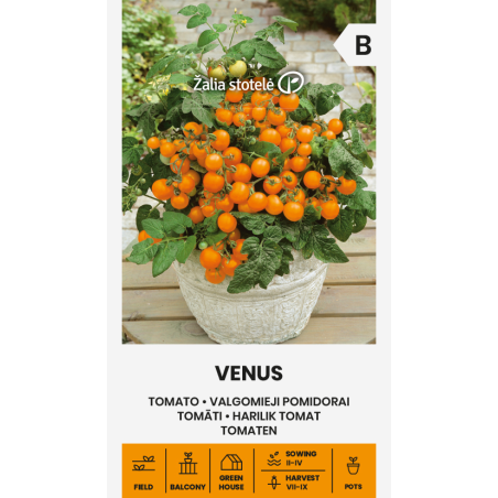 Tomato Venus - Seeds