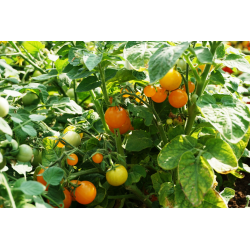 Tomato Venus - Seeds