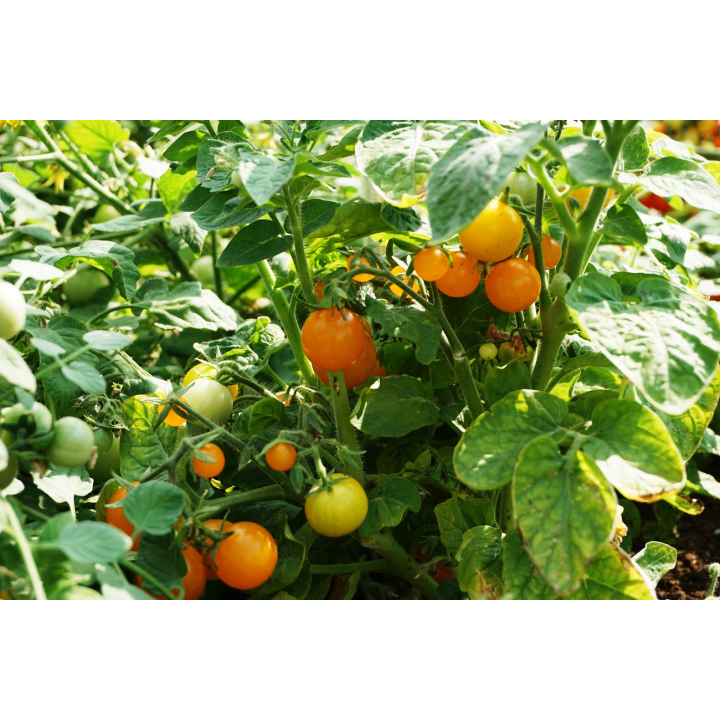 Tomato Venus - Seeds