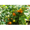Tomato Venus - Seeds