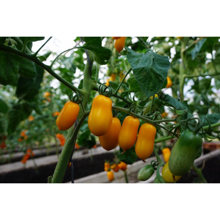 Tomato Taiko - Seeds