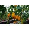 Tomato Taiko - Seeds