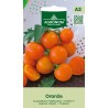 Tomato Oranže - Seeds