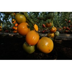 Tomato Oxheart Orange - Seeds
