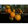 Tomato Oxheart Orange - Seeds