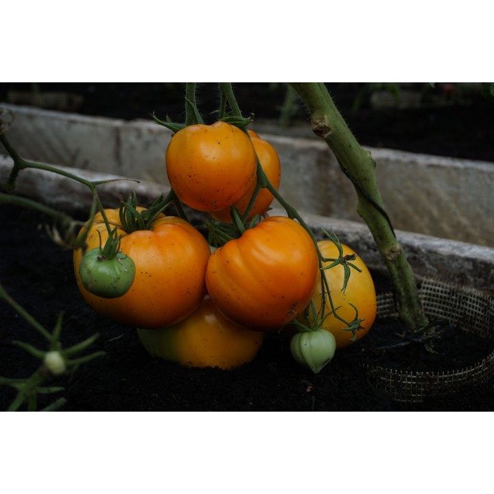 Tomato Oxheart Orange - Seeds