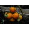Tomato Oxheart Orange - Seeds